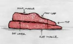 Brisket ani